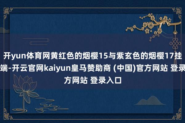 開yun體育網黃紅色的煙櫻15與紫玄色的煙櫻17掛滿枝端-開云官網kaiyun皇馬贊助商 (中國)官方網站 登錄入口